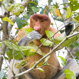 Proboscis-monkey