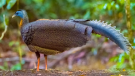 argus-pheasant