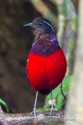 black-crown-pitta-endemic