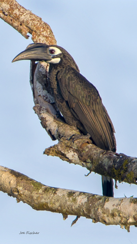 black-hornbill