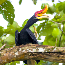 giant-hornbill