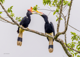 hornbill-pair-couple