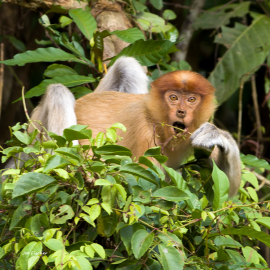 juvenile-proboscis-monkey