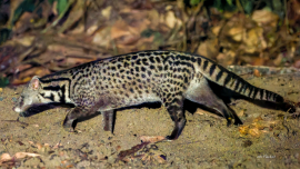 malay-civet-cat-viverra