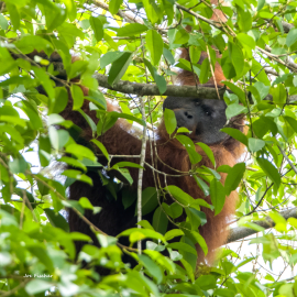 male-orangutan-green-tree