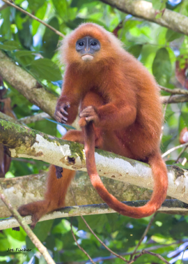 maroon-leaf-langur