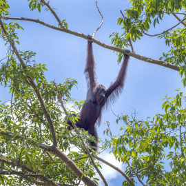 orangutan-hang