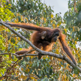 orangutan-jump