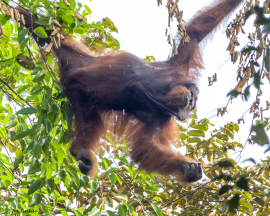 orangutan-male-jump