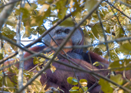 orangutan-male