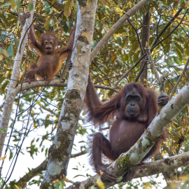 orangutan-mom-baby