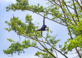 orangutan-tree-hanging