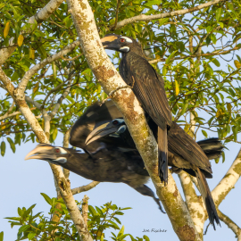 oriental-hornbill-trio