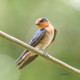 pacific-swallow-borneo