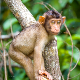 pig-tail-macaque-baby