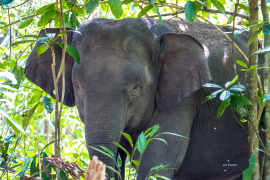 pygmy-elephant-sabah