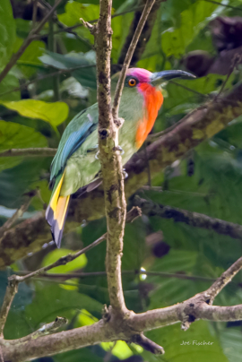 red-beared-bee-eater