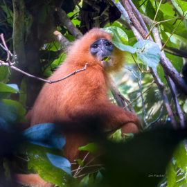 red-leaf-langur-eating