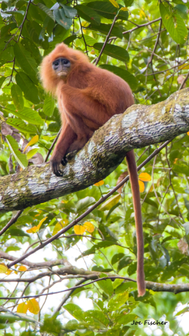 red-leaf-langur