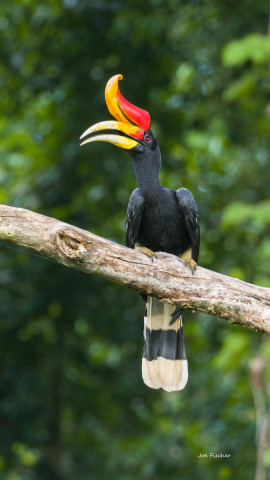 rhinoceros-hornbill