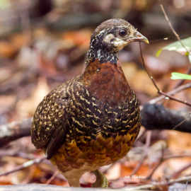 sabah-partridge-endemic