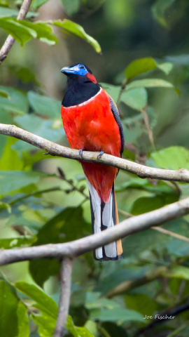 scarlet-rumped-trogon-adult