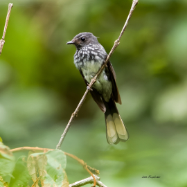 spotted-fantail