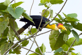 wrinkled-hornbill