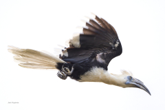 crowned-hornbill-flight-dive