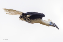 white-crown-hornbill-dive