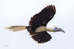 white-crown-hornbill-flight