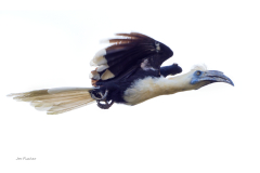 white-crowned-hornbill-flight