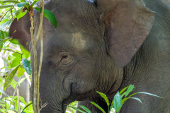 pygmy-elephant-borneo