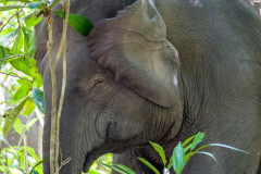 pygmy-elephant-sabah