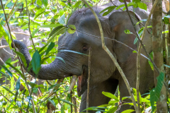 pygmy-elephant-tusk