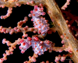 pink-pygmy-seahorse