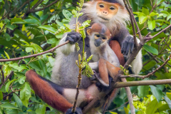 red-shanked-douc-primate-mom-baby