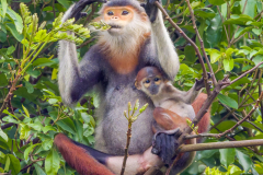 red-shanked-langur-mom-baby