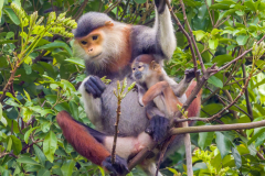 red-shanked-monkey-mom-baby