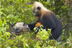 cat-ba-langur-monkey-affection