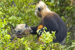 cat-ba-langur-monkey-baby-laugh