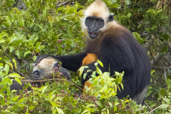 cat-ba-langur-monkey-laughing