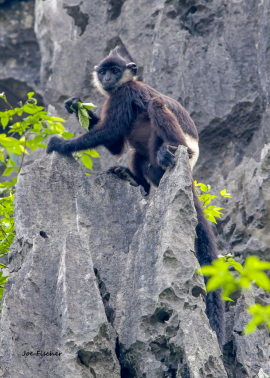 Delacour-langur-endanged-vietnam