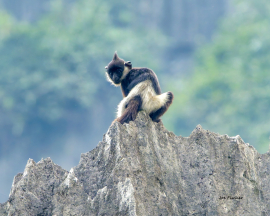 Delacours-langur-baby-critically-endangered