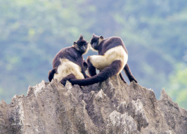 Delacours-langur-endangered