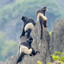 Delacours-langur-family-critically-endangered-Vietnam