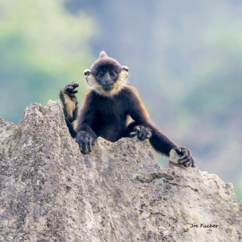 Delacours-langur-juvenile-critically-endanged