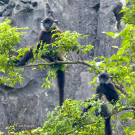 Delacours-langur-vietnam