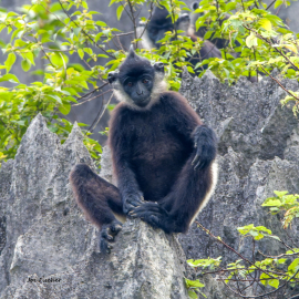 Delacours-langur