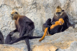 cat-ba-baby-langur-Vietnam